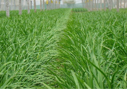 萊西實施韭菜產品“雙證制”管理，保障食品安全與消費信任